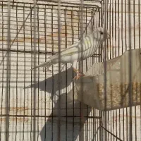 پنج عدد قناری نر وماده