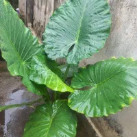 گل بابا ادم|گل و گیاه طبیعی|رشت, خرسندی|دیوار