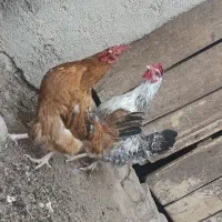 دو عدد مرغ تخمی