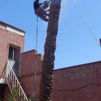 بریدن نخل و درخت قطع نخل و درخت هرس ت نقاط اهواز|خدمات باغبانی و درختکاری|اهواز, زیتون کارمندی|دیوار
