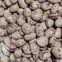 لوبیا چیتی درجه یک