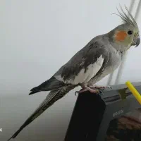 فروش عروس هلندی ماده