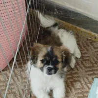 سگ پامر|سگ|زاهدان, |دیوار