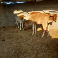 گاو و گوساله|حیوانات مزرعه|کردیان, |دیوار