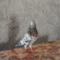 کفتر سرور دوکت چپ جوجه