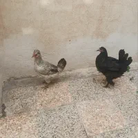 دو عدد مرغ کاکلی و پاپر تخمگذار