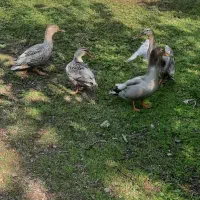 اردک مرغابی