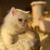 پرشین اصیل نر