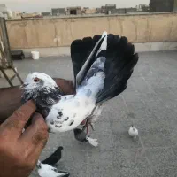 کفتر|پرنده|تهران, فلاح|دیوار