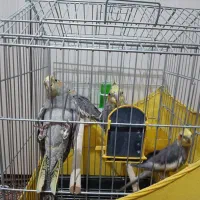 دو جفت عروس هلندی طوسی کله زرد|پرنده|اصفهان, شیخ اشراق|دیوار