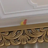 طوطی برزیلی و عروس لوتینوسرلاکی