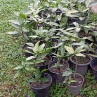 فروش شمشاد قیمت مناسب