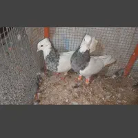 جفت دم چتری . طوقی|پرنده|مهر, |دیوار