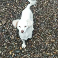 اشپیتز خالص ماده