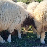 کاور|حیوانات مزرعه|سرپل ذهاب, |دیوار