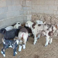 میش و شیشک بره داری اصل داشتی