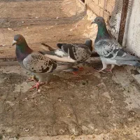 ۲عدد پلاکی نر|پرنده|فیروزآباد, |دیوار