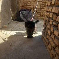 سگ پاپی مشکی