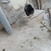 خروس چاغ|حیوانات مزرعه|فیروزآباد (لرستان), |دیوار