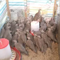 پرنده زینتی 3 ماهه|پرنده|رشت, صفاری|دیوار