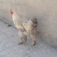 خروس برهما