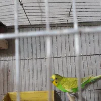 مرغ عشق جوان