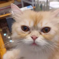 گربه پرشین ماده فحل آماده جفتگیری