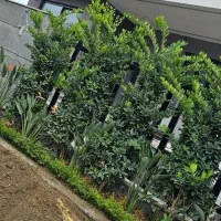 یاس هلندی جعبه ۴۰ و سطل ۱۰|خدمات باغبانی و درختکاری|نوشهر, |دیوار