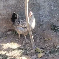 6تامرغ جوان تخم گذار یکی هم خروس|حیوانات مزرعه|صائین قلعه, |دیوار