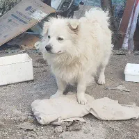 سگ سفید|سگ|ماسال, |دیوار