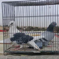 کفتر پرشی و پلاکی