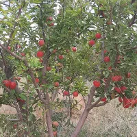 اجاره دادن باغ دارای ۷۰۰ درخت روستای مشگین شهر|اجارهٔ کوتاه‌مدت ویلا و باغ|مشگین شهر, |دیوار