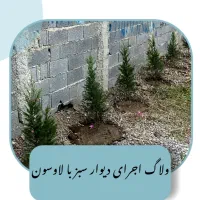 گل کاج لاوسون|گل و گیاه طبیعی|چمستان, |دیوار