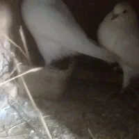 معاوضه با مسافتی|پرنده|لاهیجان, گلستان|دیوار