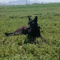 مالینیوز مشکی نر