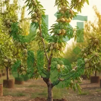 نهاـل شلیل مغان زودرس شیرین آبدار و بازار تابستان|خدمات باغبانی و درختکاری|بوکان, |دیوار