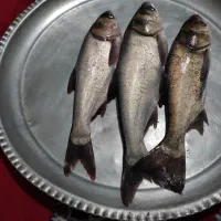 ماهی پیرعبدالله تازه تازه زنده بدون استخون ریز