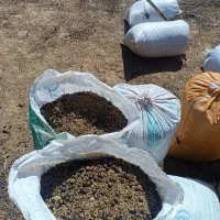 کود گوسفندی درجه یک