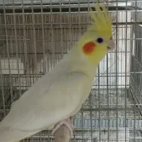 عروس لوتینو نر فوق العاده تاج بلند ودرشت