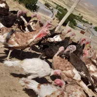 بوقلمون 6ماهه