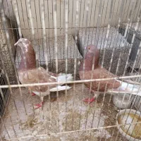 یک جفت کبوتر سرخ