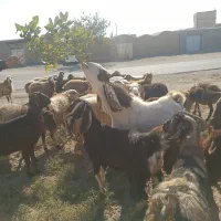 نربز شاخ گلابی اصل|حیوانات مزرعه|سبزوار, قصبه شرقی|دیوار