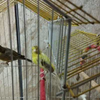 قناری ماده