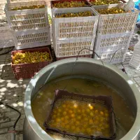 فروش ویژه آلو بخاراگردو کشمش|خوردنی و آشامیدنی|شیراز, نصر|دیوار