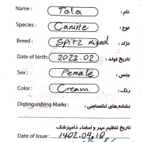 واگذاری اشپیتز گلدن|سگ|اصفهان, خوراسگان|دیوار