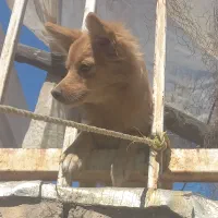 سگ پامر روباهی