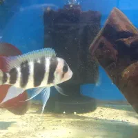 گوپی کوی توکسیدو و بلک هالف|ماهی|اهواز, نادری|دیوار