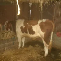 گوساله نر سیمینتال ۱۵ ماهه