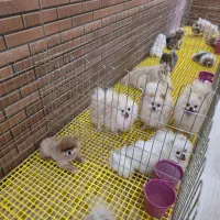 پرورش تخصصی نژاد پامرانین خرسی عروسکی روباهی|سگ|بادرود, |دیوار