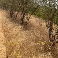 تعدادی درخت رایگان